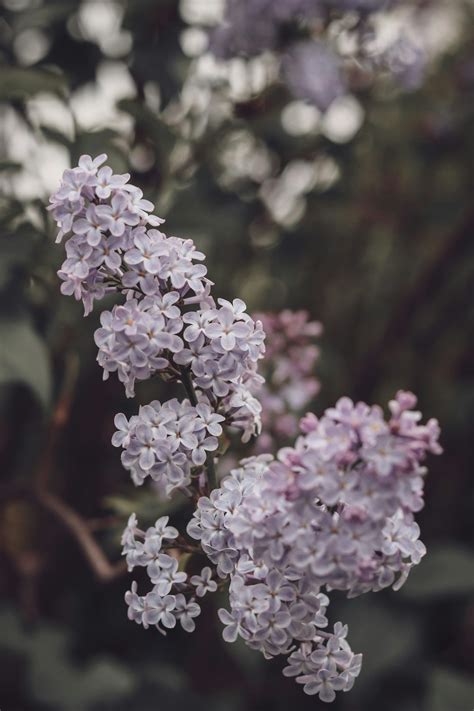 Lilac Bush Pictures | Download Free Images on Unsplash