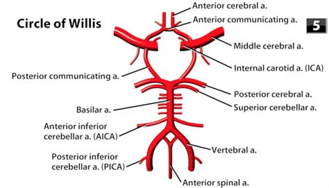 Circle Of Willis Anatomy Labeled