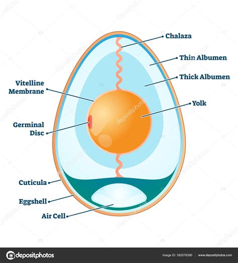 Egg structure vector illustration. Labeled educational anatomy info ...