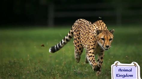 Fastest Cheetah In Slow Motion - YouTube