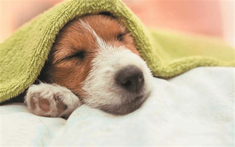 How to Tell If Your Dog Has a Cold – Dogster