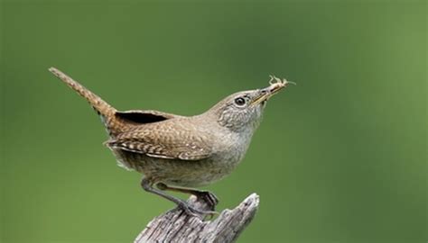 Jenny wren bird - theaterbinger