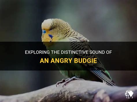 Exploring The Distinctive Sound Of An Angry Budgie | PetShun