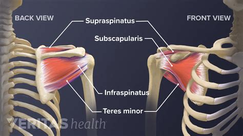 Shoulder Joint Muscles