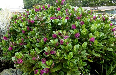 Hebe speciosa: Small evergreen shrub that bees love