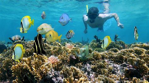 Snorkelling in the Great Barrier Reef | Intrepid Travel Blog - The Journal