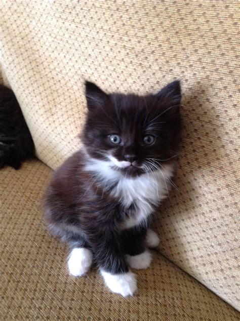 View this Pet Advert on Pets4Homes ! | Fluffy kittens, White fluffy ...