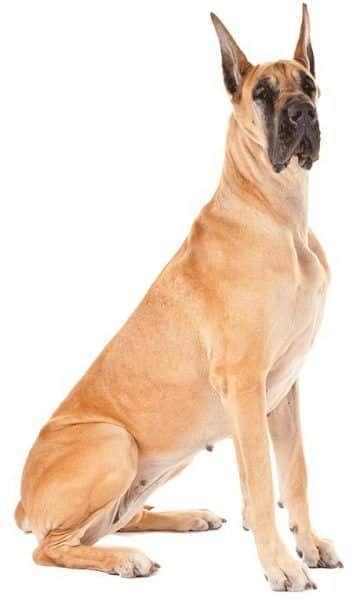 Top 10 Dog Breeds With Shortest Lifespan