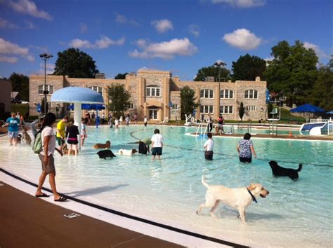 Dog swim at Maplewood pool benefits dog park | 40 South News