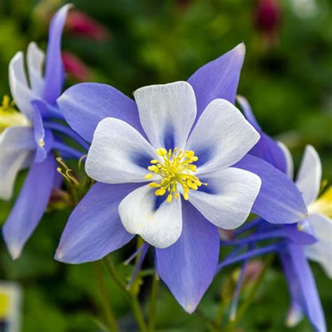 Aquilegia - Bluebird Columbine - Sugar Creek Gardens