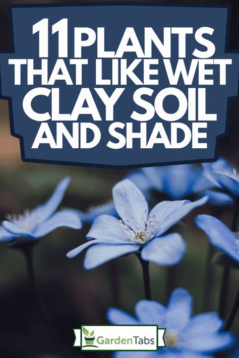 11 Plants That Like Wet Clay Soil And Shade