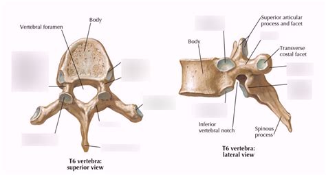 Thoracic Vertebrae Diagram | Quizlet