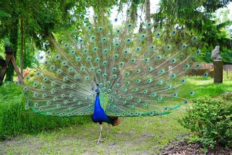 Peacock Symbolism & Meaning + the Peacock Spirit Animal