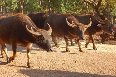 Oxen stock photo. Image of agriculture, brown, detail - 2311594