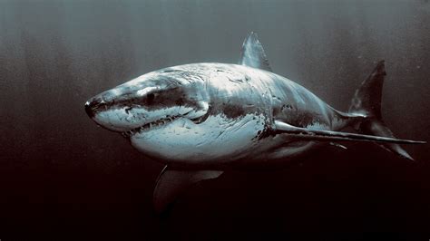 animals, Shark, Great White Shark Wallpapers HD / Desktop and Mobile ...