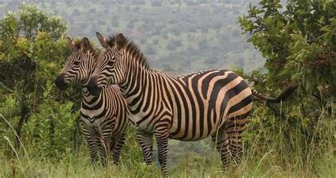 Akagera National Park | Rwanda Tours | Akagera National Park Safaris