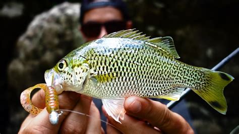 Exploring tropical waterfalls for Sooty Grunter and Jungle Perch ...