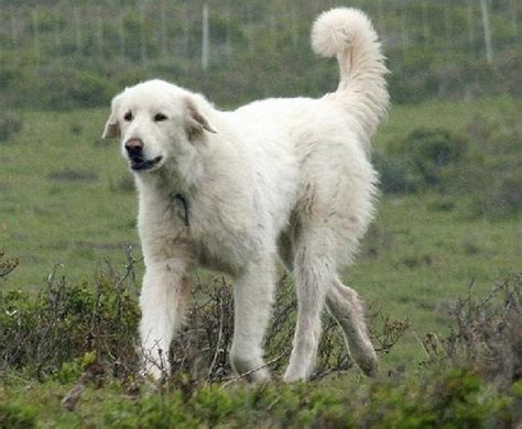 White Bakharwal dog photo and wallpaper. Beautiful White Bakharwal dog ...