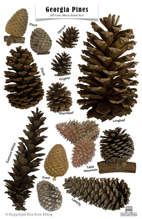 Pine Cones of Georgia, Poster - One Less Thing