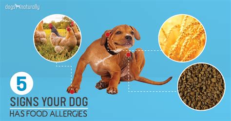 5 Signs Your Dog Has Food Allergies - Dogs Naturally