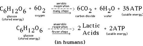 Give an equation of anaerobic respiration and aerobic respiration ...