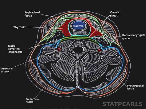 Anatomy, Head and Neck, Deep Cervical Neck Fascia Article - StatPearls