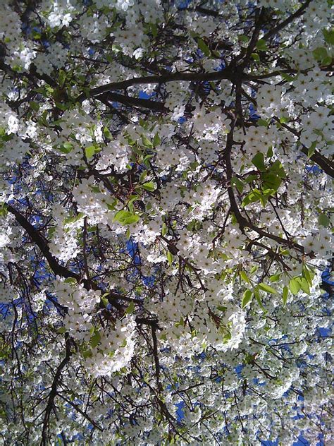 Pear Tree Blossoms Photograph by Barbara Plattenburg - Fine Art America