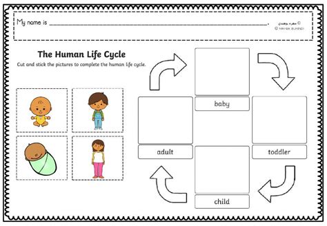 The Human Lifecycle worksheet | Kindergarten reading worksheets ...