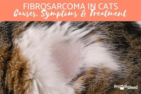 Fibrosarcoma in Cats - Causes, Symptoms and Treatment