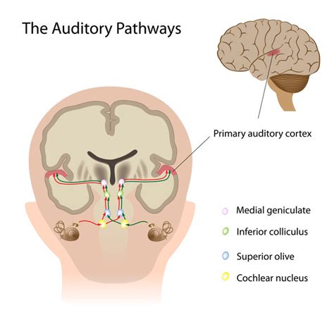 How we hear - How hearing and the auditory system works