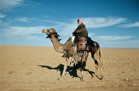 Dromedary | Definition, Characteristics, & Facts | Britannica