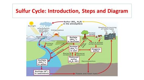 Sulfur Cycle: Introduction, Steps and Diagram - Microbiology Notes