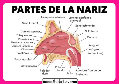 Anatomía, Fisiología y Partes de la Nariz | Sistema Respiratorio