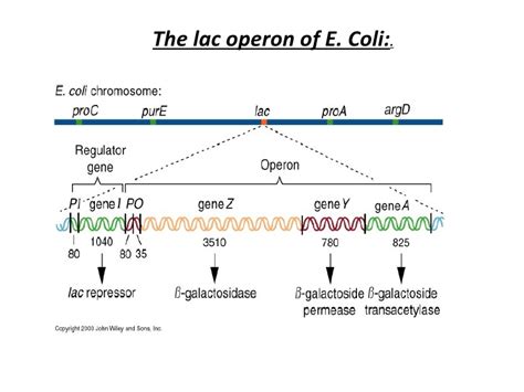 Lac Operon : Regulation of Gene Expression in Prokaryotes