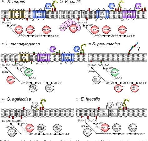 Location, synthesis and function of glycolipids and ...