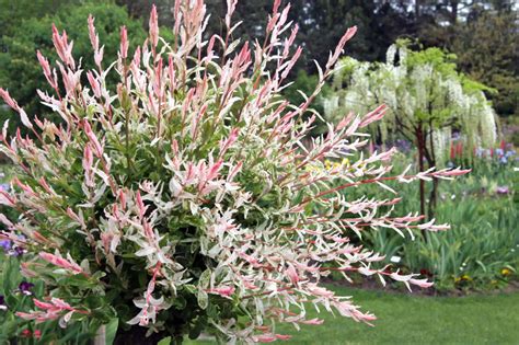 10 Best Shrubs for Full Sun: Colorful Foliage, Great Form, Nice Bark