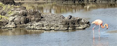 Cruise through the Galapagos on a wildlife expedition