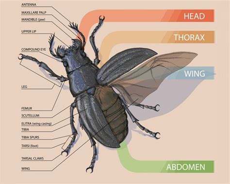 Beetle anatomy structure, #anatomy #beetle #structure | Insect anatomy ...