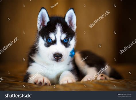 Siberian Husky Puppy Beautiful Blue Eyes Stock Photo 398372536 ...