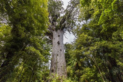 Tane Mahuta - The Biggest Kauri tree - Up North - Travel, Local, Art