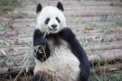 Premium Photo | Cute panda eating plant in zoo