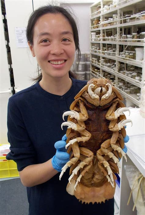 Isopod Bathynomus giganteus from the Caribbean, a trilobite analogue ...