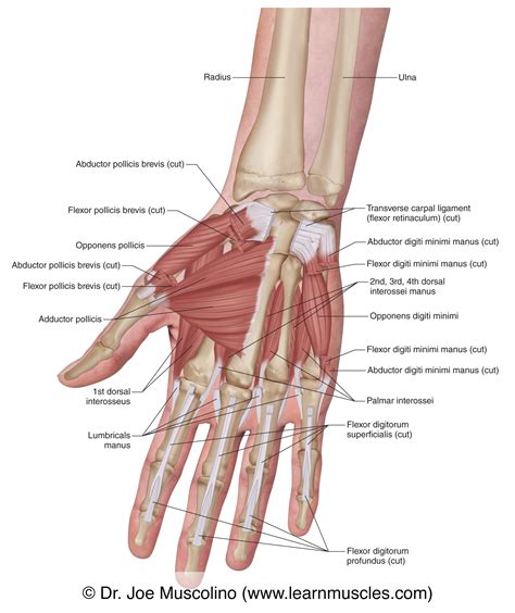 Muscles of the Anterior Hand - Deep View - Learn Muscles