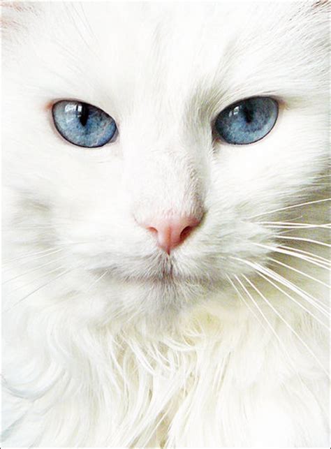 doookin: blue eyed cats wallpapers