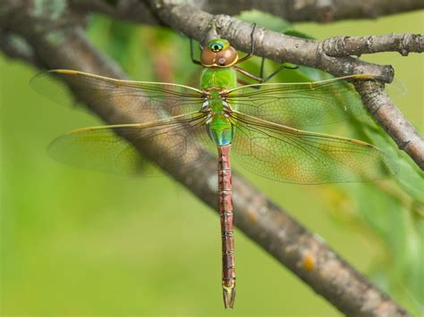 What Are Those Dragonflies Swarming Around Milwaukee? | Milwaukee, WI Patch