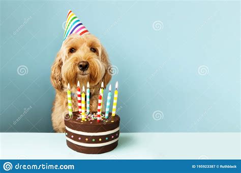 Funny Dog with Birthday Cake Stock Image - Image of indoors, small ...