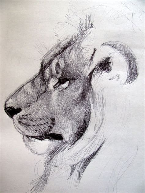 40 Beautiful and Realistic Animal Sketches For Your Inspiration