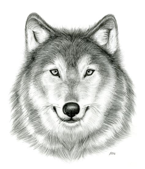 Realistic Wolf Head Drawing