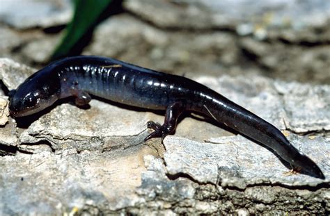 Salamander Identification | Amphibians, Turtles & Reptiles of Nebraska ...