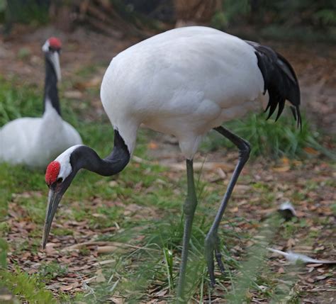 Pictures and information on Red-crowned Crane